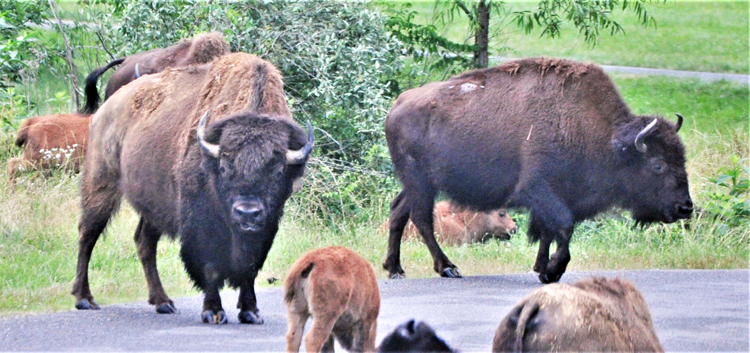 bison herd